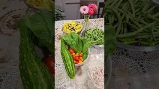 🥗 Garden-to-Table: A Colorful Mix of Salad Bowl and Beans! #harvesting #garden #canada #nature