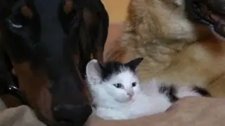 Nobody messes with Pancake the kitten