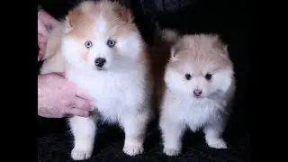 Foxy Pomsky Puppies in Alaska !!  Polar Pomskies