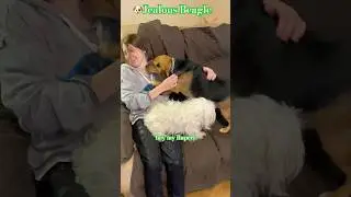 🐶Jealous but cute Beagle dog Rowdy Rupert routes beautiful Maltese Sarah out, kisses lovely Amber