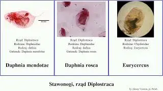 Stawonogi, rząd Diplostraca arthropoda rosea chilensis Daphnia Podon pchłowata Whole Other dafnia