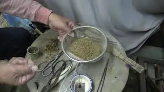 KADSURA JAPONICA. The cutting starts as a Bonsai by Bonsai master's hand.