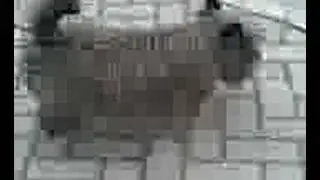 the 3 legged dawg