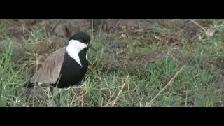 Spur-Winged Lapwing