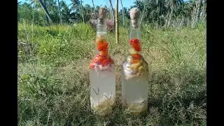 PAANO GUMAWA NG SUKA GALING SA NIYOG (Fresh from the Farm)