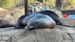 Sleepy Sea Lions - 4K Stock Footage for Free Use