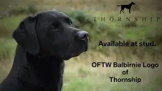 At Stud Thornship Gundogs - OFTW Balbirnie Logo of Thornship
