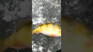 🎣 Monster 11&rdquo; Perch Caught at Lake Petenwell Ice Fishing Tournament! 🧊🐟 #icefishing #perch