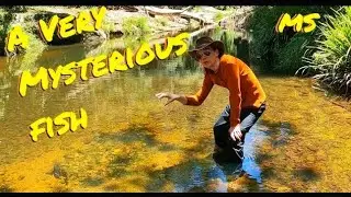 Uncovering a Mysterious Catfish and Other Fascinating Creatures: Gudgeons, Rainbows, Spangled Perch!