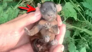 He Wasn't Breathing When He Was Found in the Grass