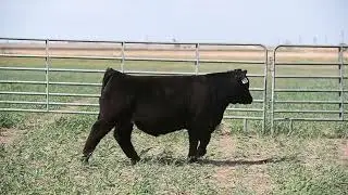 Bull 16 Video
