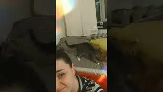 #kardel #funnyvideo #cat #funnycats #funny