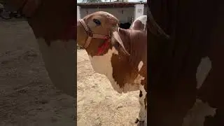 BONITO At Hamdan Cattle Farm & Palai Centre|#Hamdanpalaicentre|