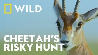 High-Speed Hunt with Gazelle | Cheetahs Up Close with Bertie Gregory | National Geographic WILD UK