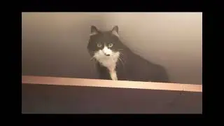 Cat keeps getting stuck on shelf