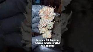 Athena Nutrients ONLY no additives HLG Lighting 350r Diablo Full Spectrum LED