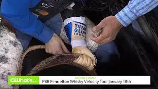 PBR Portland 60