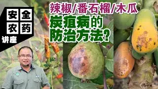 【Baba月线上讲座】炭疽病防治大全：辣椒 / 番石榴 / 木瓜种植必看！3个关键方法一定要懂！｜辣椒/番石榴/木瓜炭疽病的防治方法