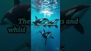 &ldquo;Orcas Hunt Like a Choreographed Dance | Stunning Ocean Teamwork&rdquo;