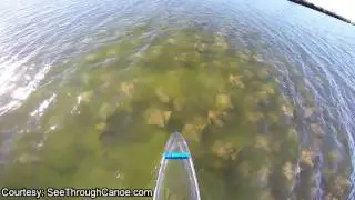 Huge Fever of Rays by the See Through Canoe - School of Stingrays