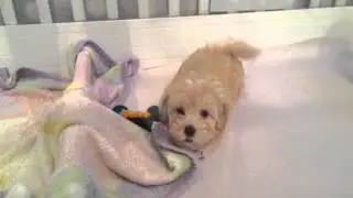 Puppies at Petite Pets Puppy Boutique 4