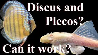 Discus and Plecos (L numbers) in the same Aquarium?