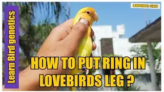 How to put Ring in African lovebirds Leg ?