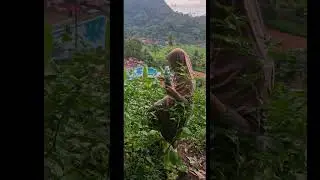 Panen Cabe Rawit