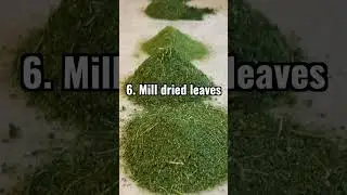 How To Make Your Own Moringa Pills - 8 Easy Steps