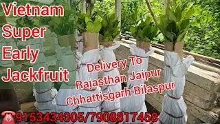 Vietnam Super Early Jackfruit Farming 