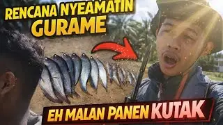 MISI PENYELAMATAN GURAME‼️,EH MALAH PANENN IKAN LEDEHH🤣😔🫨