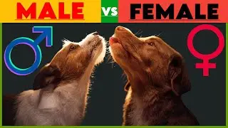 What's the REAL Difference Between Male and Female Dogs?