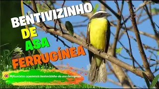 bentevizinho-de-asa-ferrug&iacute;nea (Myiozetetes cayanensis)