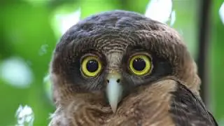 Rufous Owl (Ninox Rufa) - Close Up (HD)