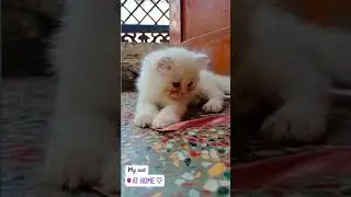 Parson cat roorkee rampur        #cat #lover #parson