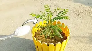 Best Fertilizer For Curry Leaf Plant | Fertilizer For Curry Leaf