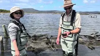 Tasmania, Australia - Freycinet Marine Farm Experience private tour