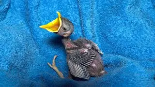 Rescue Baby Bird Down From Tree Crying For Food And Asked For Help