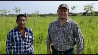 Produciendo pacas en pleno Verano (sequia) con el nuevo hibrido Camello de Semillas Papalotla.