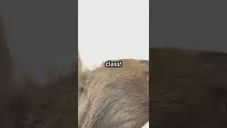 Sloth Life
