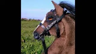 Реалистичный хоббихорс арабской породы от Horse for hobby
