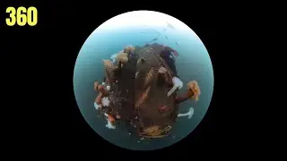 Swimming Over A Wreck 3 | Salish Sea Marine Wildlife | 360 Degree Video