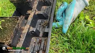Wolf Spider (Middle Tennessee)