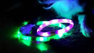 HaloLightBand
