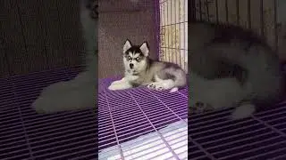 cute husky puppies #shorts