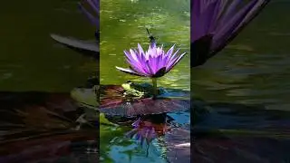 water lily and frogs 🐸 💕 #shorts #waterlily #frogs #livingtheaquascapelifestyle