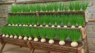 Creative 3-Tier Garden for Growing Green Onions at Home!