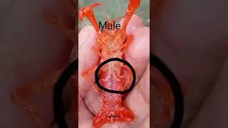how to identify male and female Cray fish 🐟