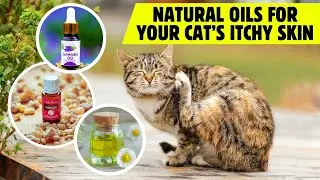 Essential Oils Safe for Cats: Relieving Itchy Skin