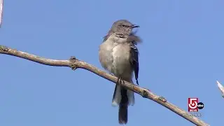 Nonprofit Manomet in Plymouth, Mass., measures climate impact on bird species